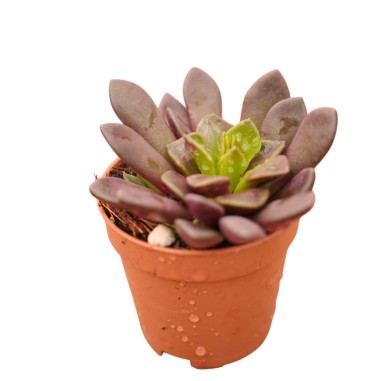 Vendita Pianta Grassa Anacampseros rufescens | MondoPiante