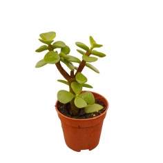 Portulacaria Afra Plant for Sale-Succulent Plants|Mondo Piante