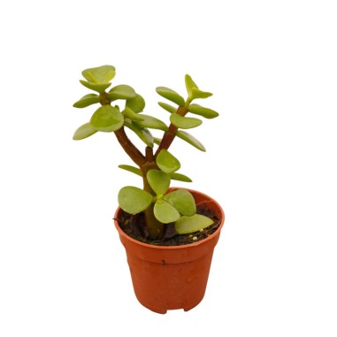 Vendita Portulacaria afra | L'Albero di Giada degli Elefanti | MondoPiante