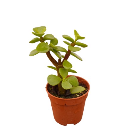 Vendita Portulacaria afra | L'Albero di Giada degli Elefanti | MondoPiante