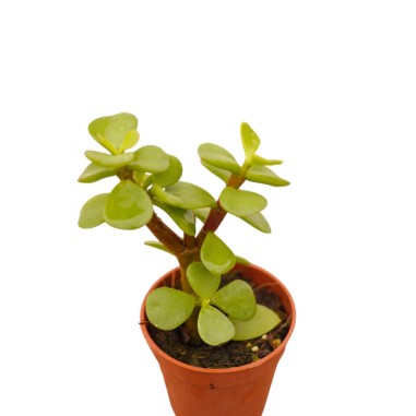 Portulacaria Afra Plant for Sale-Succulent Plants|Mondo Piante