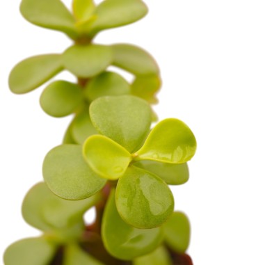 Portulacaria Afra Plant for Sale-Succulent Plants|Mondo Piante