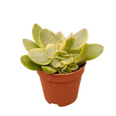 Vendita Pianta Grassa Crassula Ovata Variegata | MondoPiante 2