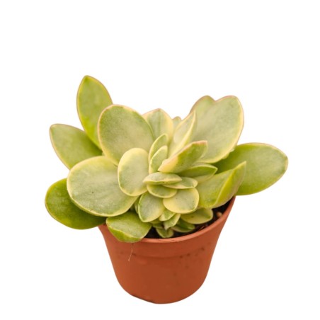 Vendita Pianta Grassa Crassula Ovata Variegata | MondoPiante