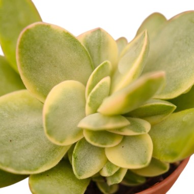 Vendita Pianta Grassa Crassula Ovata Variegata | MondoPiante