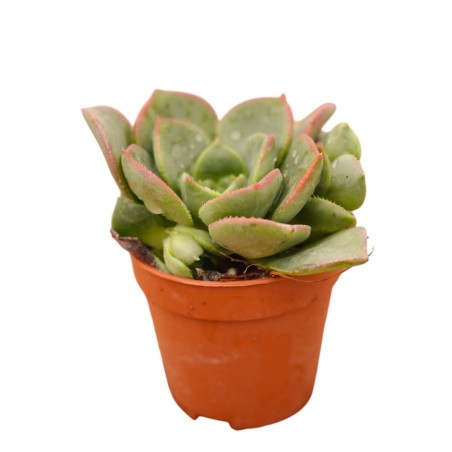 Vendita Aeonium haworthii | La Rosa del Deserto | MondoPiante