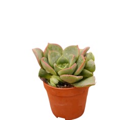 Vendita Aeonium haworthii | La Rosa del Deserto | MondoPiante 2