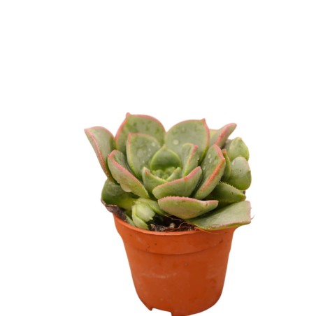 Vendita Aeonium haworthii | La Rosa del Deserto | MondoPiante