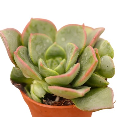 Vendita Aeonium haworthii | La Rosa del Deserto | MondoPiante