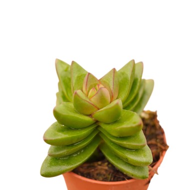 Vendita Crassula Springtime | La Succulenta dai Fiori Rosa|MondoPiante