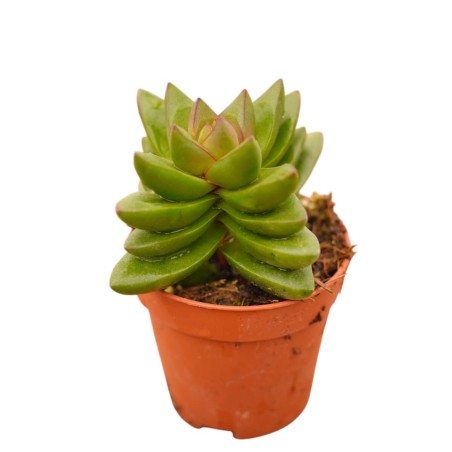 Crassula Falcata Plant for Sale-Succulent Plants|Mondo Piante