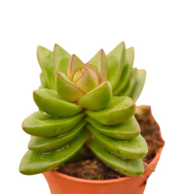 Vendita Crassula Springtime | La Succulenta dai Fiori Rosa|MondoPiante