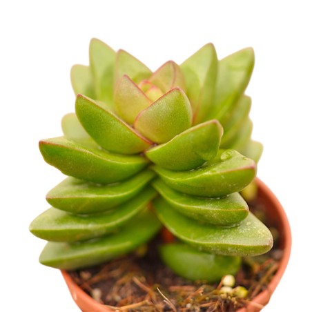 Vendita Crassula Springtime | La Succulenta dai Fiori Rosa|MondoPiante