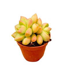 Aeonium Haworthii Plant for Sale-Succulent Plants|Mondo Piante 2