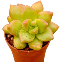 Aeonium Haworthii Plant for Sale-Succulent Plants|Mondo Piante