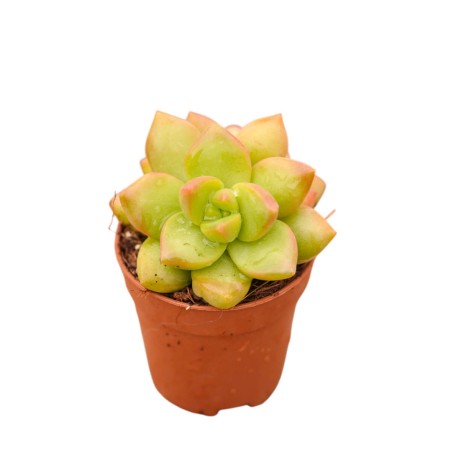 Aeonium Haworthii Plant for Sale-Succulent Plants|Mondo Piante