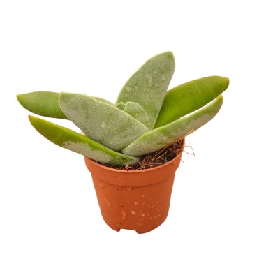 Vendita Pianta Grassa Crassula Falcata | MondoPiante