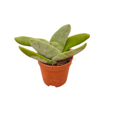 Vendita Pianta Grassa Crassula Falcata | MondoPiante