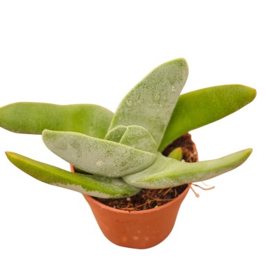 Vendita Pianta Grassa Crassula Falcata | MondoPiante