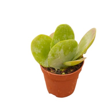 Vendita Pianta Grassa Kalanchoe Thyrsiflora | MondoPiante