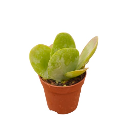 Vendita Pianta Grassa Kalanchoe Thyrsiflora | MondoPiante