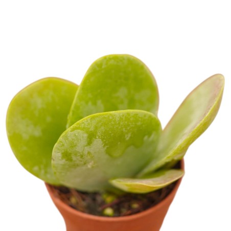 Vendita Pianta Grassa Kalanchoe Thyrsiflora | MondoPiante