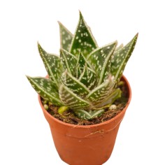 Vendita Gasteraloe Flow | La Succulenta Verde Bosco | MondoPiante