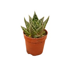 Vendita Gasteraloe Flow | La Succulenta Verde Bosco | MondoPiante 2