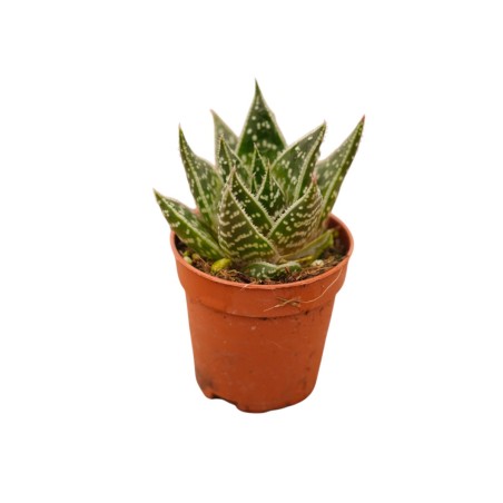 Vendita Gasteraloe Flow | La Succulenta Verde Bosco | MondoPiante