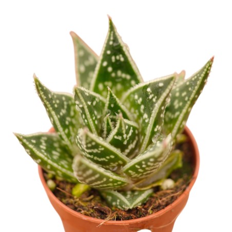 Vendita Gasteraloe Flow | La Succulenta Verde Bosco | MondoPiante