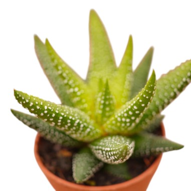 Haworthia Fasciata Plant for Sale-Succulent Plants|Mondo Piante