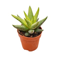 Haworthia Fasciata Plant for Sale-Succulent Plants|Mondo Piante
