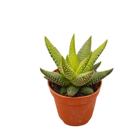 Haworthia Fasciata Plant for Sale-Succulent Plants|Mondo Piante