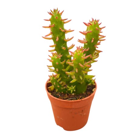 Vendita Austrocylindropuntia subulata | La Spina di Eva | MondoPiante