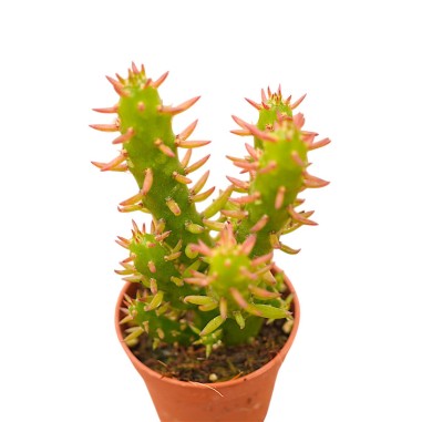 Vendita Austrocylindropuntia subulata | La Spina di Eva | MondoPiante