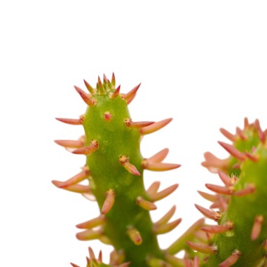Vendita Austrocylindropuntia subulata | La Spina di Eva | MondoPiante