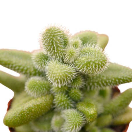 Vendita Delosperma echinatum | La Pianta Cetriolo | MondoPiante