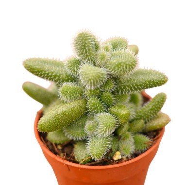 Vendita Delosperma echinatum | La Pianta Cetriolo | MondoPiante