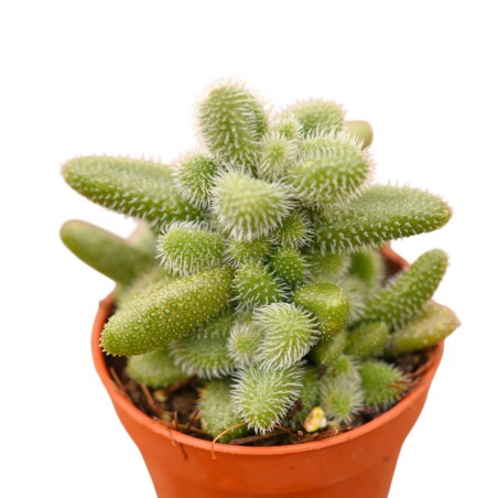 Vendita Delosperma echinatum | La Pianta Cetriolo | MondoPiante