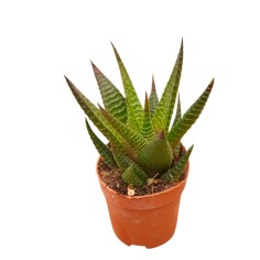Vendita Haworthia limifolia | La Succulenta 3D | MondoPiante