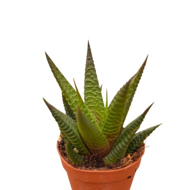 Vendita Haworthia limifolia | La Succulenta 3D | MondoPiante