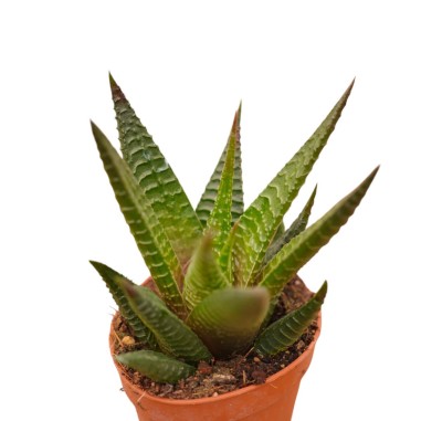 Vendita Haworthia limifolia | La Succulenta 3D | MondoPiante