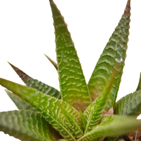 Vendita Haworthia limifolia | La Succulenta 3D | MondoPiante