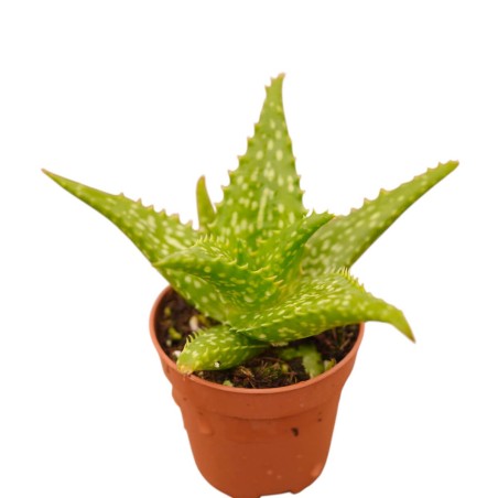 Vendita Aloe squarrosa | L'Aloe a Stella di Socotra | MondoPiante