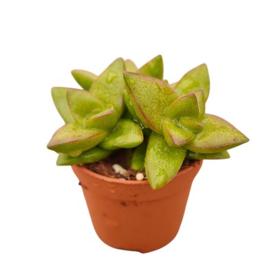 Crassula Falcata Plant for Sale-Succulent Plants|Mondo Piante