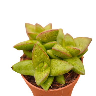 Crassula Falcata Plant for Sale-Succulent Plants|Mondo Piante