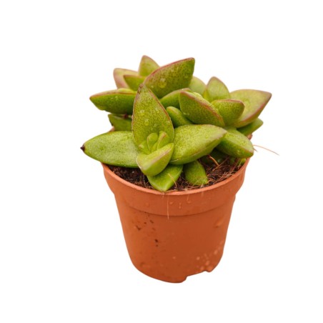 Vendita Crassula Springtime | La Succulenta dai Fiori Rosa|MondoPiante