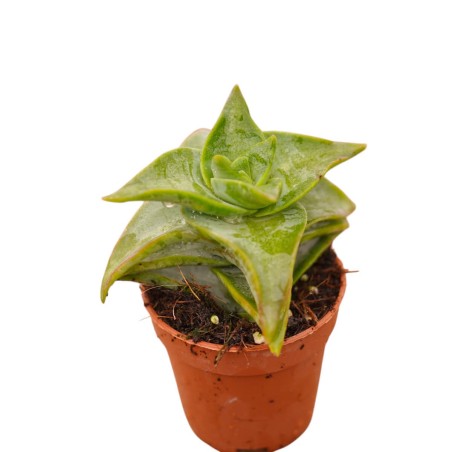 Pianta Grassa Crassula Ivory Pagoda