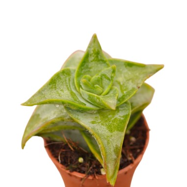 Pianta Grassa Crassula Ivory Pagoda