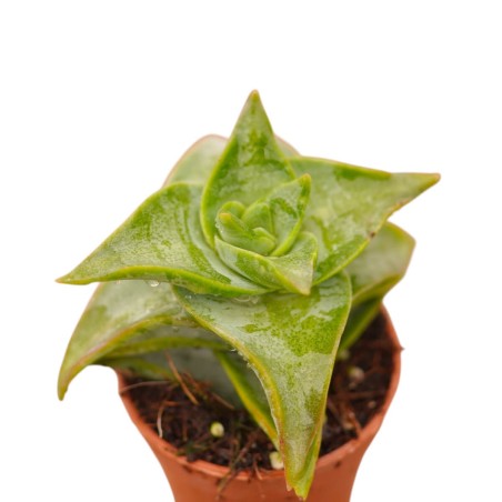 Pianta Grassa Crassula Ivory Pagoda